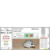  گونه جربیل کوتوله Pygmy Gerbil